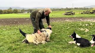 스코틀랜드 양치기 보더콜리 amp 양털깎이 Working Sheepdogs In Kincraig Kingussie Scotland [upl. by Rior627]