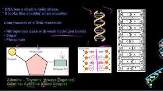 Grade 12 Life Sciences DNA The Code of Life Part 1 [upl. by Oric]