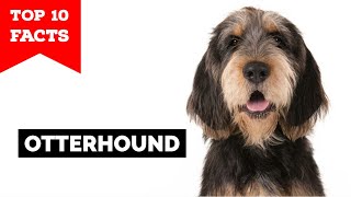 Otterhound  Top 10 Facts [upl. by Sarson]