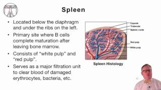 4 Introduction to Human Lymphoid Organs [upl. by Mathur789]