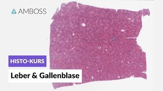 Histologie Leber und Gallenblase  Mikroskopische Anatomie  AMBOSS Video [upl. by Osrock646]