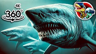 360 Sharks Size Comparison  360 Video 4k [upl. by Llerud]