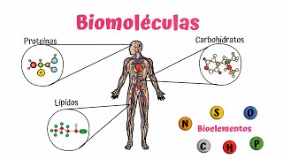 Biomoléculas Carbohidratos Lípidos y Proteínas [upl. by Yemrots]