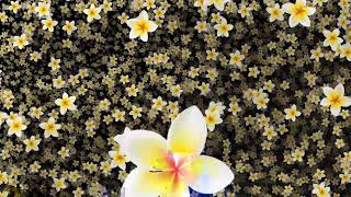 Flower Background Video Effects HD [upl. by Alegnat]