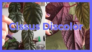 CISSUS DISCOLOR  Care Tips and Tricks [upl. by Mick]