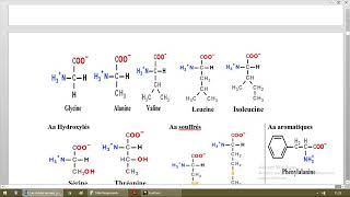 Biochimie des acides aminés [upl. by Dessma]