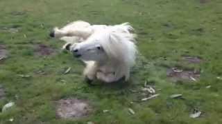 Our Shetland pony rolling after TV appearance [upl. by Salangi467]