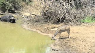 Crocodile Attacking Kudu at Mphafa Hide Imfolozi [upl. by Stanwinn]