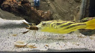 Brutal Fahaka PUFFER vs CRAYFISH [upl. by Ahsinut]