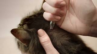 NexGard SPECTRA® SpotOn for Cats Parasite Protection 6quot  Lets go TV Commercial [upl. by Atinav]