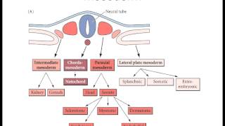 Lecture 10 Mesoderm Derivatives [upl. by Child]