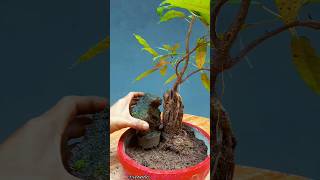 Mame Bonsai [upl. by Sheffy]