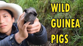 Wild GUINEA PIGS  Atrapamos CUYES salvajes [upl. by Affra]