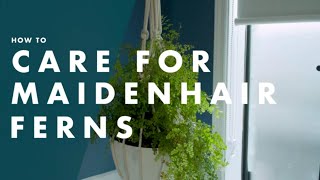 How To Care For A Maidenhair Fern  Bunnings Australia [upl. by Locke]