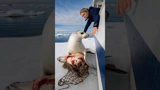 A touching story about a mother seal calling for help from the sailors on the ship to save her baby [upl. by Curley53]