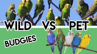 Why do all WILD Budgies are Green While PET Budgies are Colorful [upl. by Norraf628]