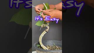 How to Make a Bonsai Tree Easily [upl. by Efi632]