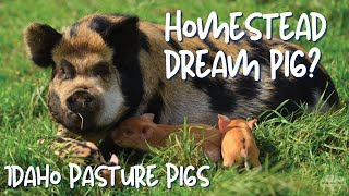 Idaho Pasture Pig The Ultimate Homestead Pig [upl. by Ati]