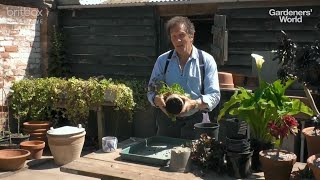 Dividing Perennials with Monty Don  Get More Plants for the Price of One [upl. by Rooker]