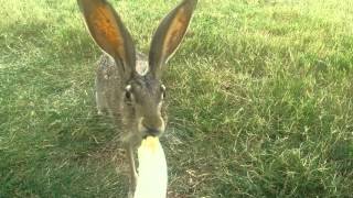 Dan Verret hand feeding a wild Jackrabbit [upl. by Chatwin868]