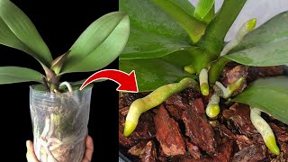 How to Repot an Orchid Without Killing It  Orchid Care for Beginners [upl. by Ponton949]