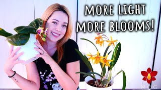 Using grow lights for more Orchids blooms All you need to know  Orchid Care for Beginners [upl. by Sherfield]