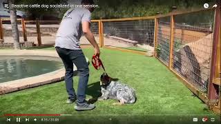 Dog Trainer Reviews Beckmans Dog Training  Socializing  Part 2 [upl. by Incrocci]