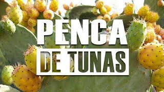 Beneficios De La Penca De Tuna  Propiedades Del Nopal [upl. by Wystand]