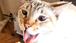 CAT GAGGING AT EVERYTHING  Cat gags after smelling food  Very grossed out funny cat video shorts [upl. by Adnilema]