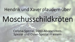 MoschusschildkrötenHaltung Sternotherus odoratus S minor minor amp peltifer S carinatus [upl. by Humbert]