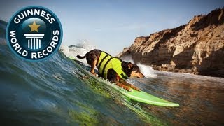 Longest Wave Surfed By A Dog  Guinness World Records  Guinness World Records [upl. by Courtenay]