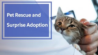 A Pet Rescue Flight and Surprise Kitten Adoption  Southwest Airlines [upl. by Niemad]