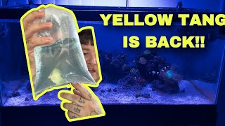 NEW YELLOW TANG FROM BIOTA GROUP [upl. by Barcot724]