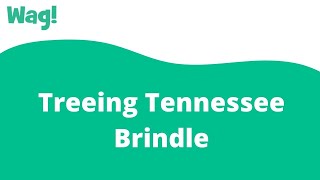 Treeing Tennessee Brindle  Wag [upl. by Elleirad]