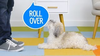 How to Teach Your Dog to Roll Over  Chewy [upl. by Atekihs3]