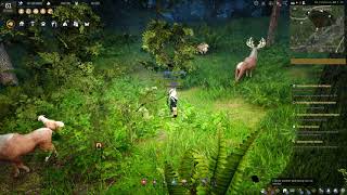 BDO Ecology  Kamasylvia Part2  Forest II [upl. by Anawqahs]