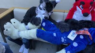 Fursuit Cuddle Pile at Bewhiskered 2021 [upl. by Kim]