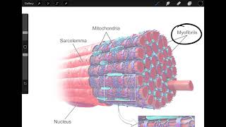 Nerve Innervation to Muscle Contraction [upl. by Okuy]