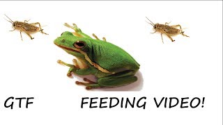 Green Tree Frog Feeding Video [upl. by Budworth484]