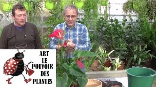 Tuto jardin  anthurium andreanumComment faire lEntretien et larrosageplante verte dintérieur [upl. by Ury56]