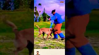 ❌❌❌TRAINING DOG malinois pitbull pubg germanshepherd k9 [upl. by Gray]