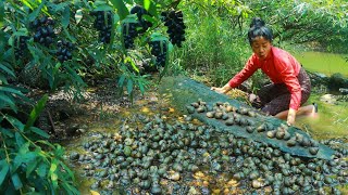 Women found whelks and grapes  cooking whelks eat in the forest delicious [upl. by Rezzani]