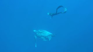 Freediving with a leatherback turtle  rare experience [upl. by Elamrej]