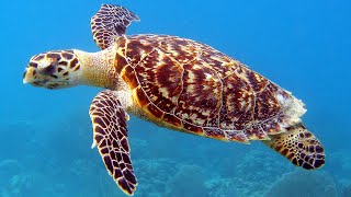 Facts The Hawksbill Sea Turtle [upl. by Wyly]