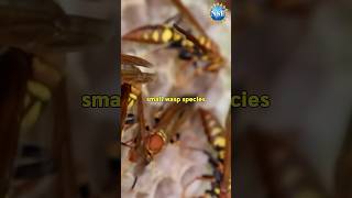 NEW Wasps Discovered shorts science wasp [upl. by Ludly]