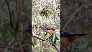 Spotted Pardalote australia birds rare naturevideography fypシ゚ cute wildlifelatrobe nangak [upl. by Dikmen]