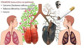 La differenza tra un polmone sano e uno di un fumatore [upl. by Aliehc947]