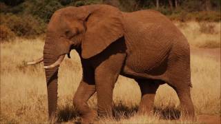 Animal sounds Elephant trumpet [upl. by Kristal995]