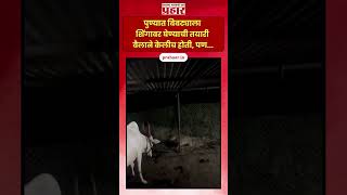 Leopard l पुण्यात बिबट्याला शिंगावर घेण्याची तयारी बैलाने केलीच होती पण l Leopard vs Bull l Pune [upl. by Patty260]