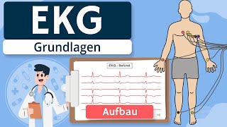 EKG  Grundlagen einfach erklärt Entstehung Ableitungen [upl. by Ailyt]